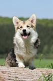 CORGI PEMBROKE 640